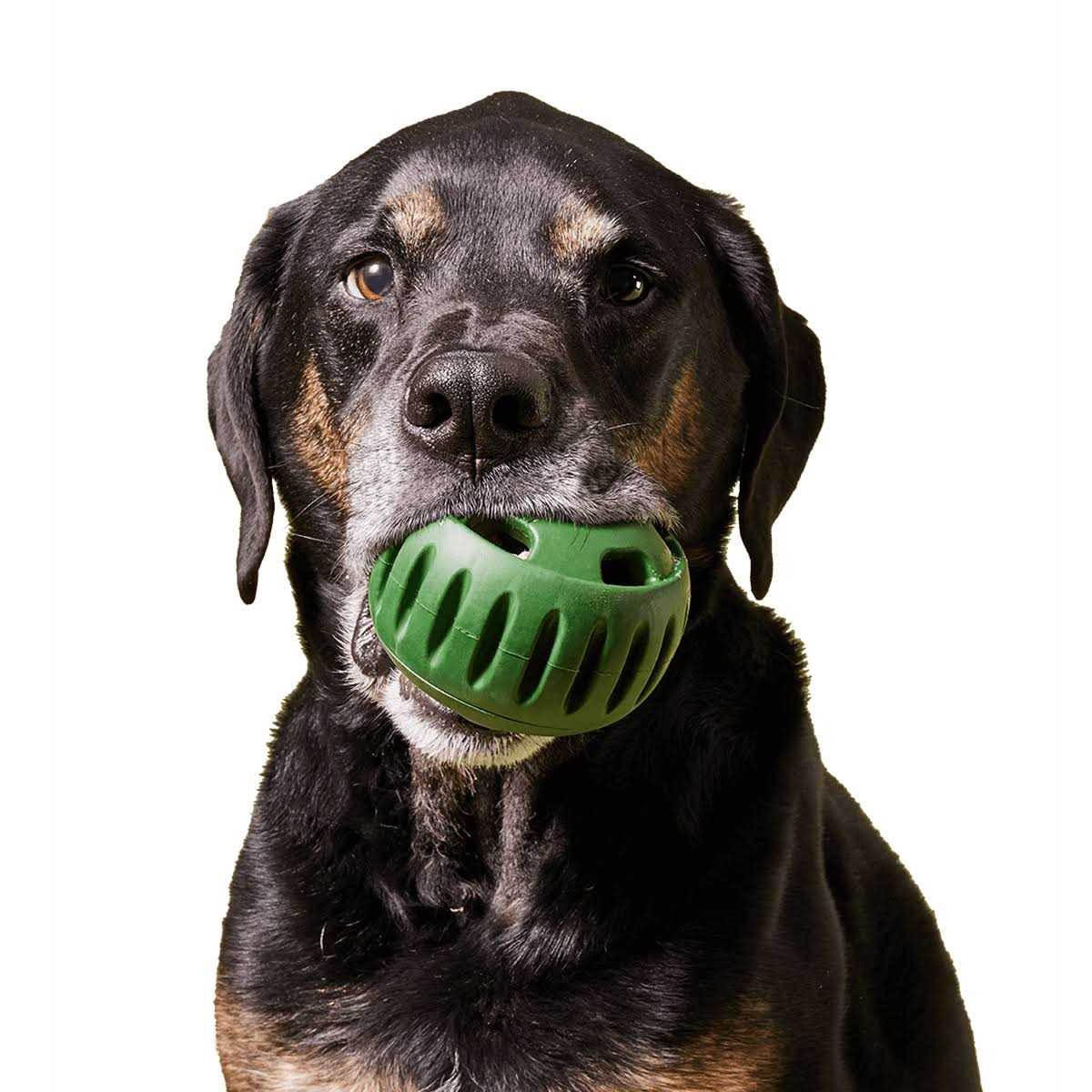 Dog Toy A401077