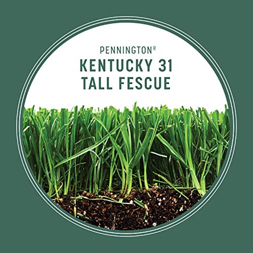 Kentucky 31 Tall Fescue Grass Seed 20 lb & Starter Lawn Fertilizer 14 LBS A7843