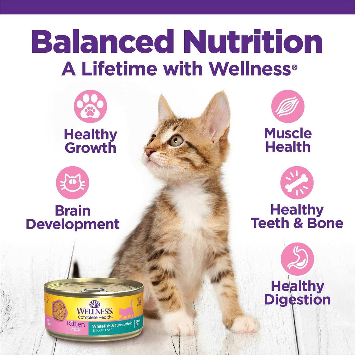Kitten Canned Wet Cat Food R186