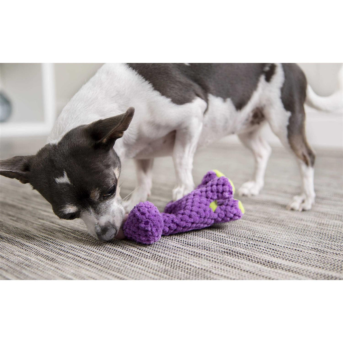 Squeaky Plush Dog Toy B41958