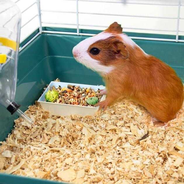 Small Animal Starter Kit I971