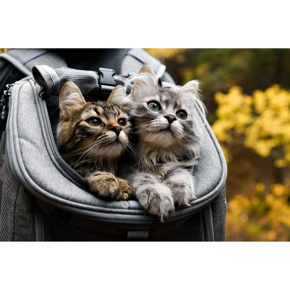 Cat Backpack U4319