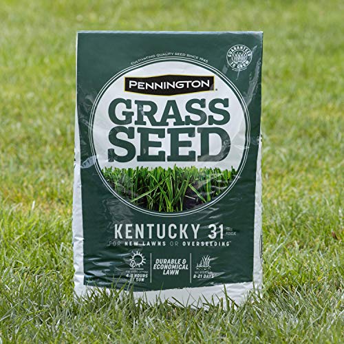 Kentucky 31 Tall Fescue Grass Seed 20 lb & Starter Lawn Fertilizer 14 LBS A7843