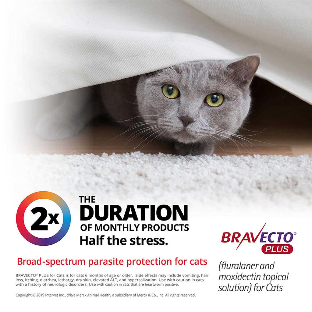 Topical Solution for Cats N8100