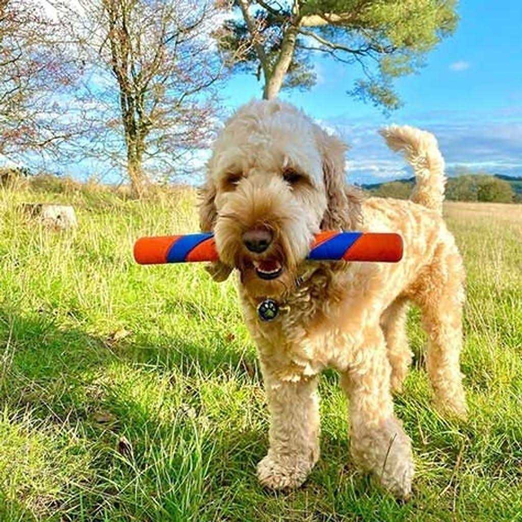 Dog Toy E561988