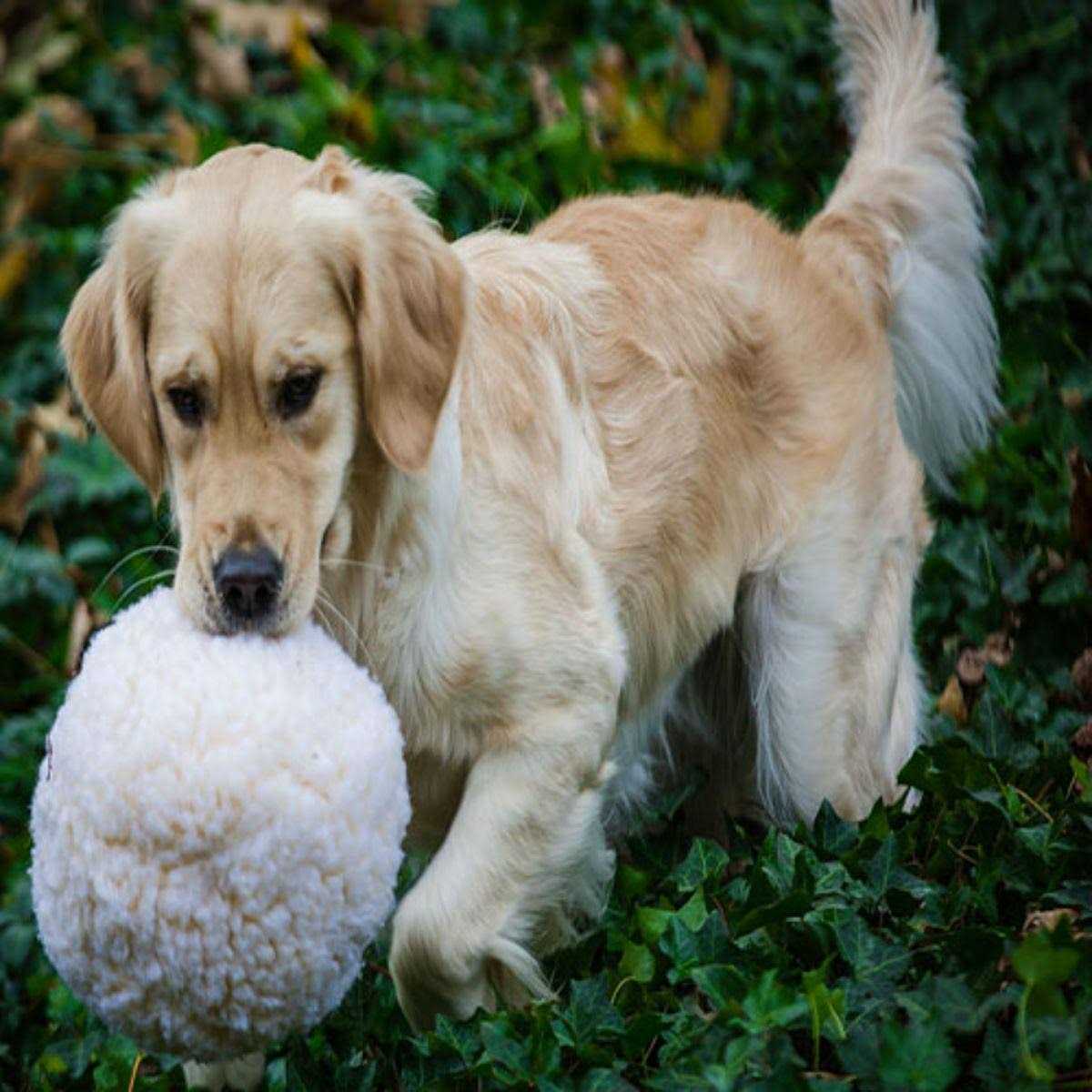 HuggleFleece Ball Dog Toy X68721