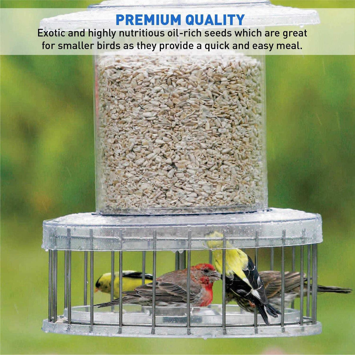 Sunflower Kernels Wild Bird Food 50 lb Z690479