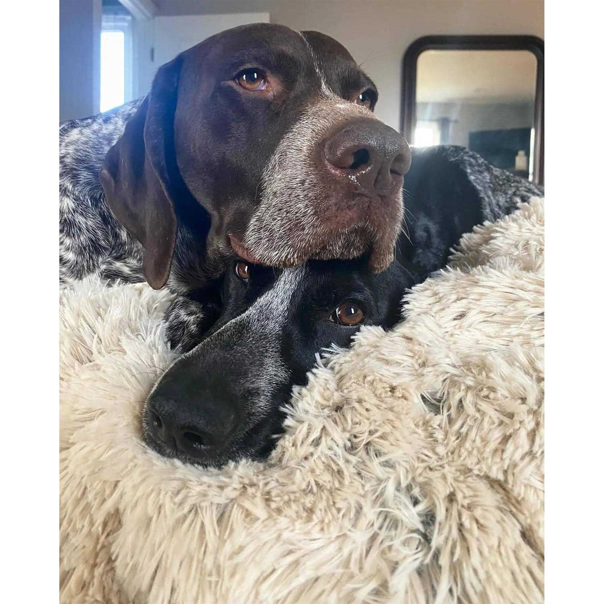 Dog Waterproof Blanket E718